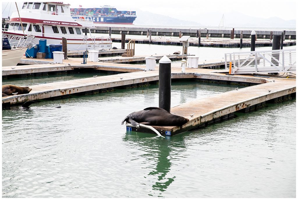 sea lions laying on the dock