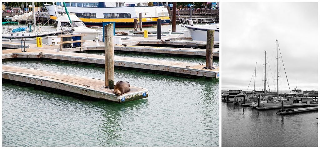sea lion laying on the dock